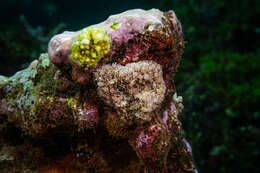 Image of red-mouth mushroom anemone