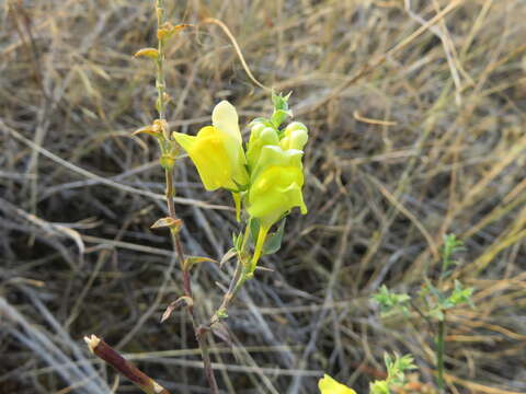 Plancia ëd Linaria dalmatica (L.) Mill.