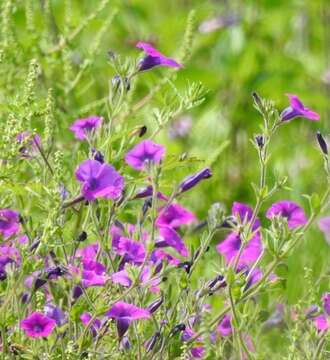 Image of Petunia inflata R. E. Fries