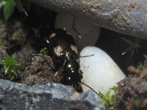 Image of Bembidion (Bembidion) quadrimaculatum (Linnaeus 1760)