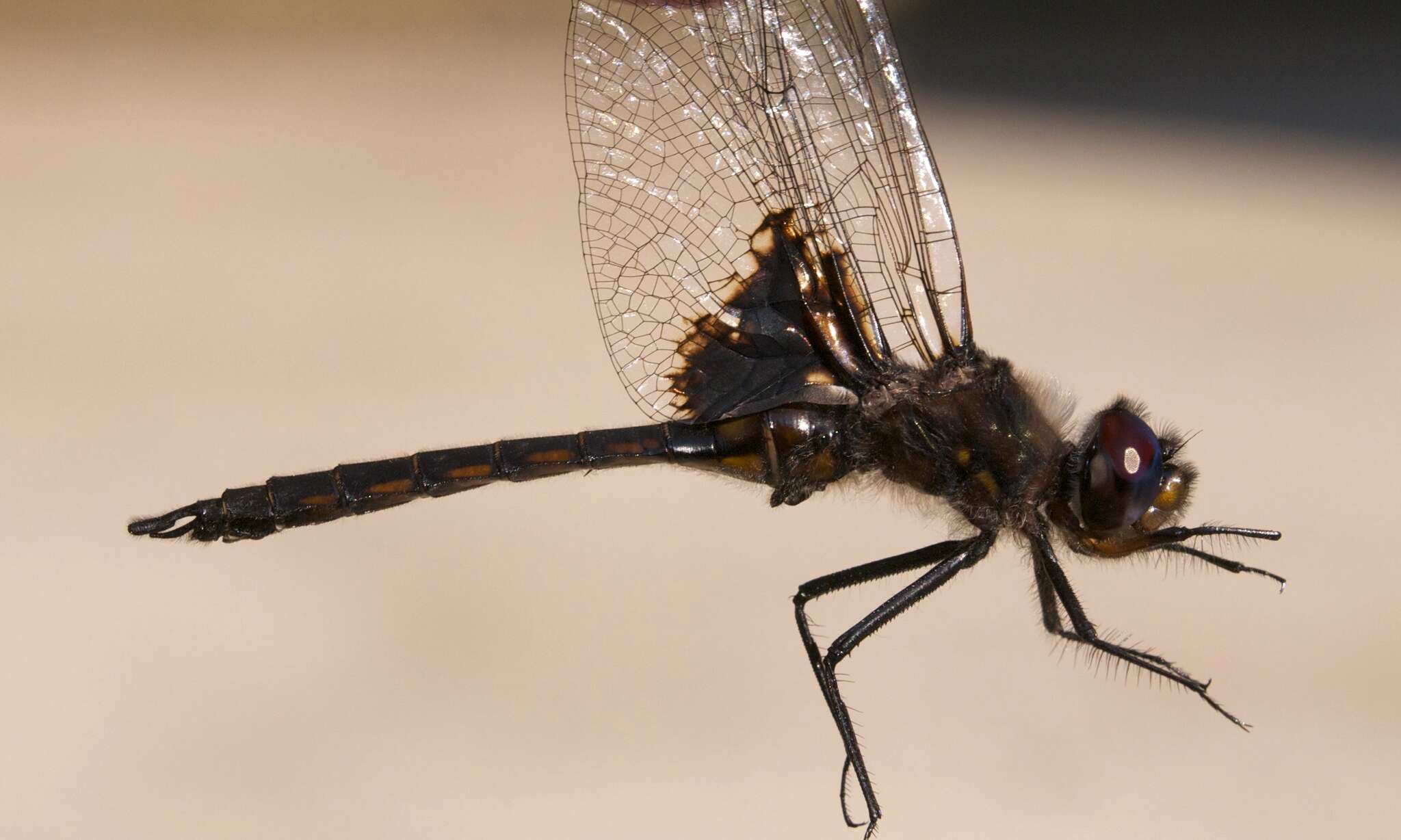 Image of Common Baskettail