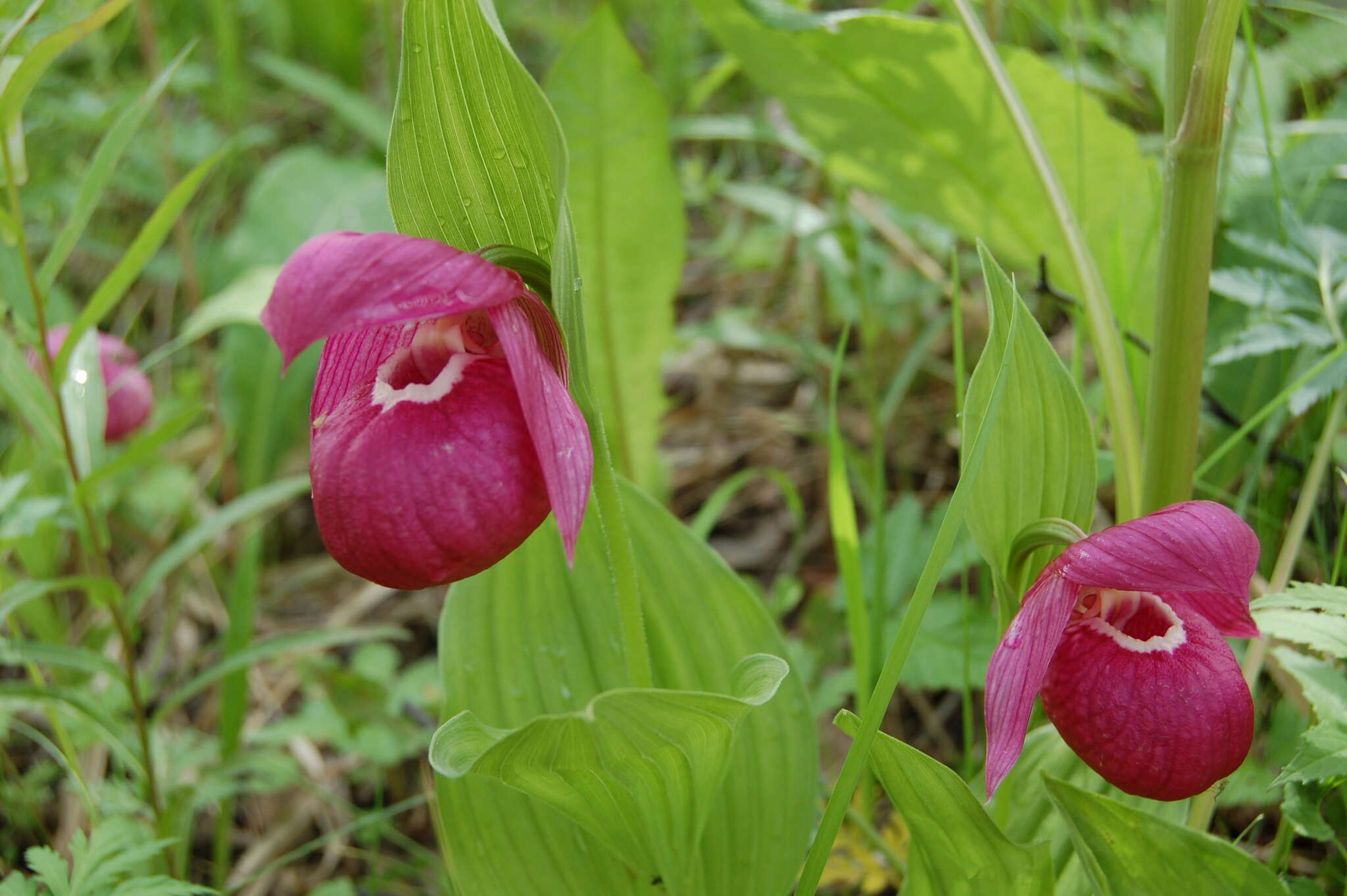 Image of Large-flowered Cypripedium