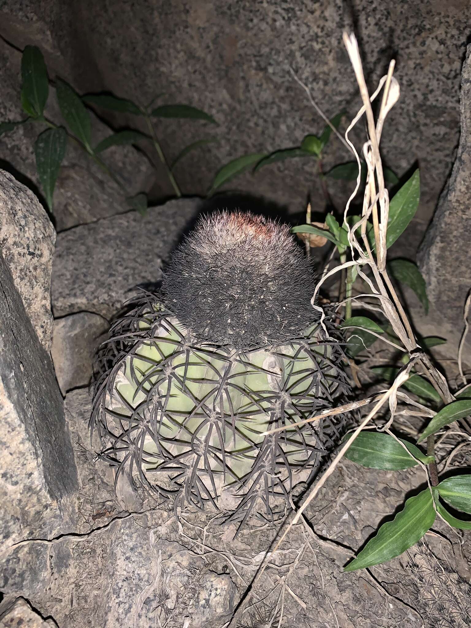 Image of Melocactus peruvianus Vaupel