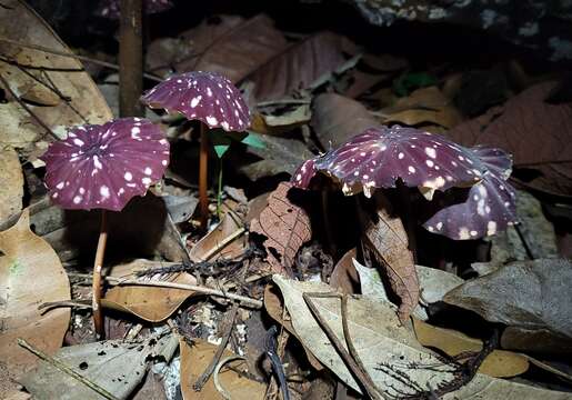 Imagem de Marasmius amazonicus Henn. 1904