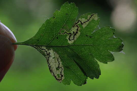 صورة Stigmella regiella (Herrich-Schäffer 1855) Vári 1944