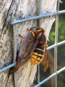 Image of median wasp