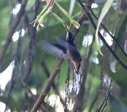 Image of Scale-throated Hermit