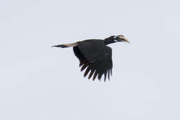 Image of Bushy-crested Hornbill