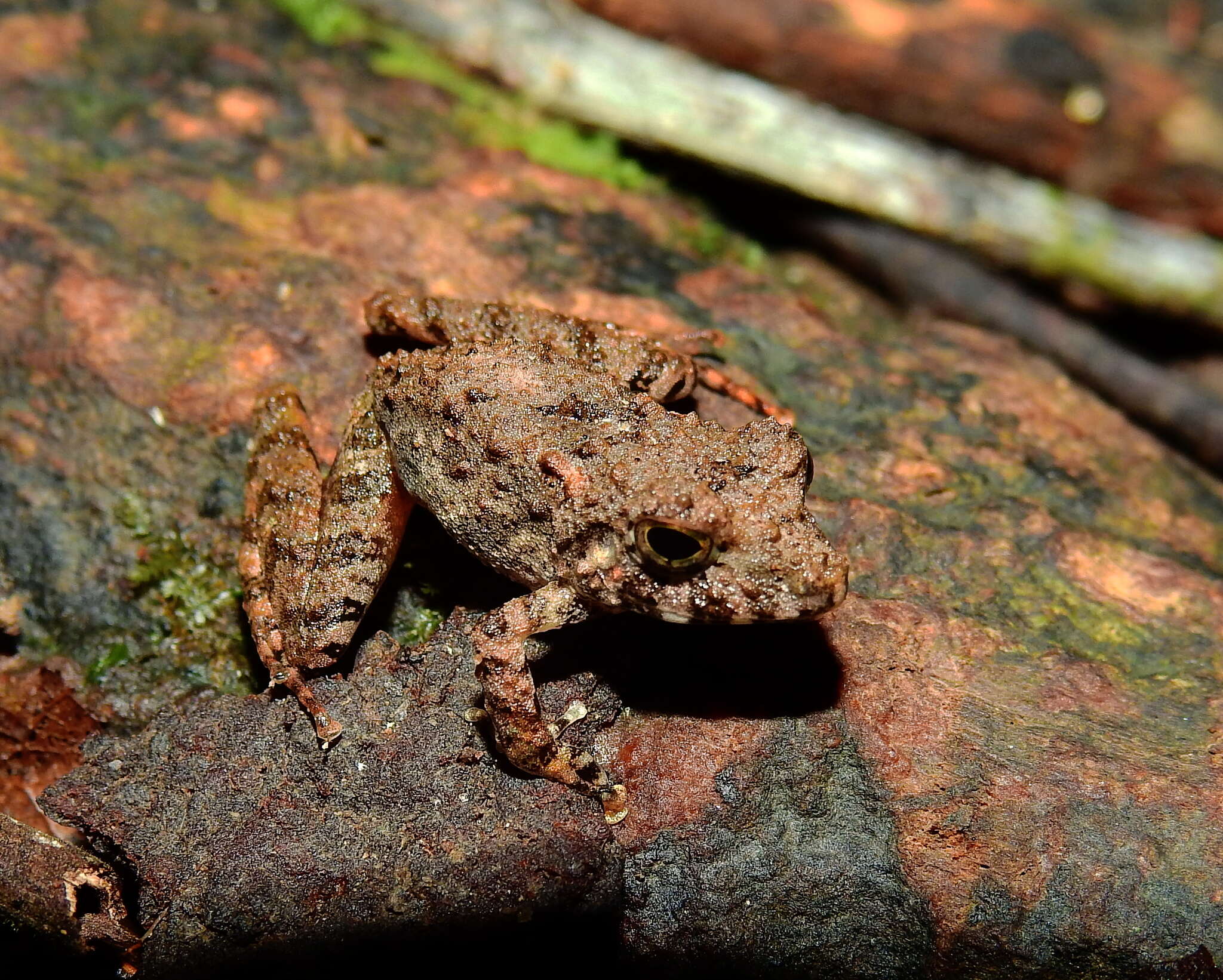 Imagem de Pristimantis gutturalis (Hoogmoed, Lynch & Lescure 1977)