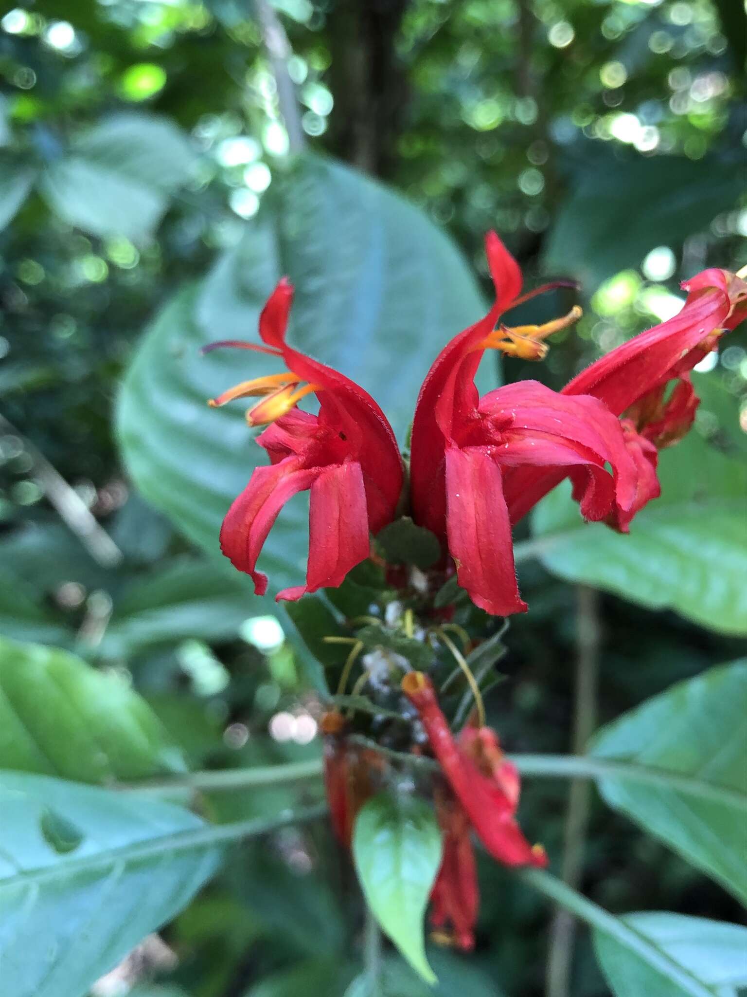 Image of cardinal's-guard