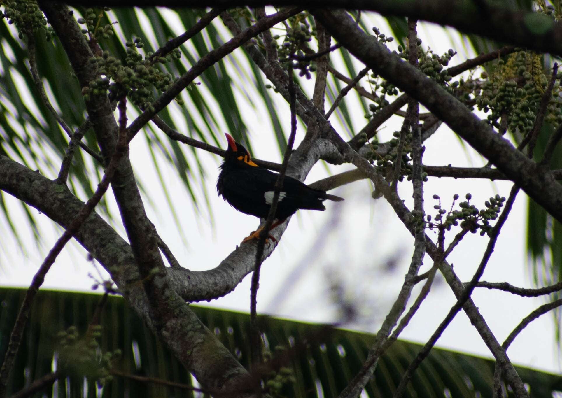 Image of Southern Hill Myna