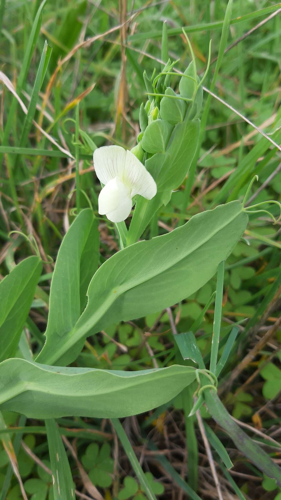 Image of Cyprus-vetch