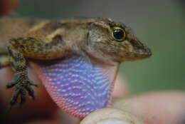 Image of Stuart's Anole