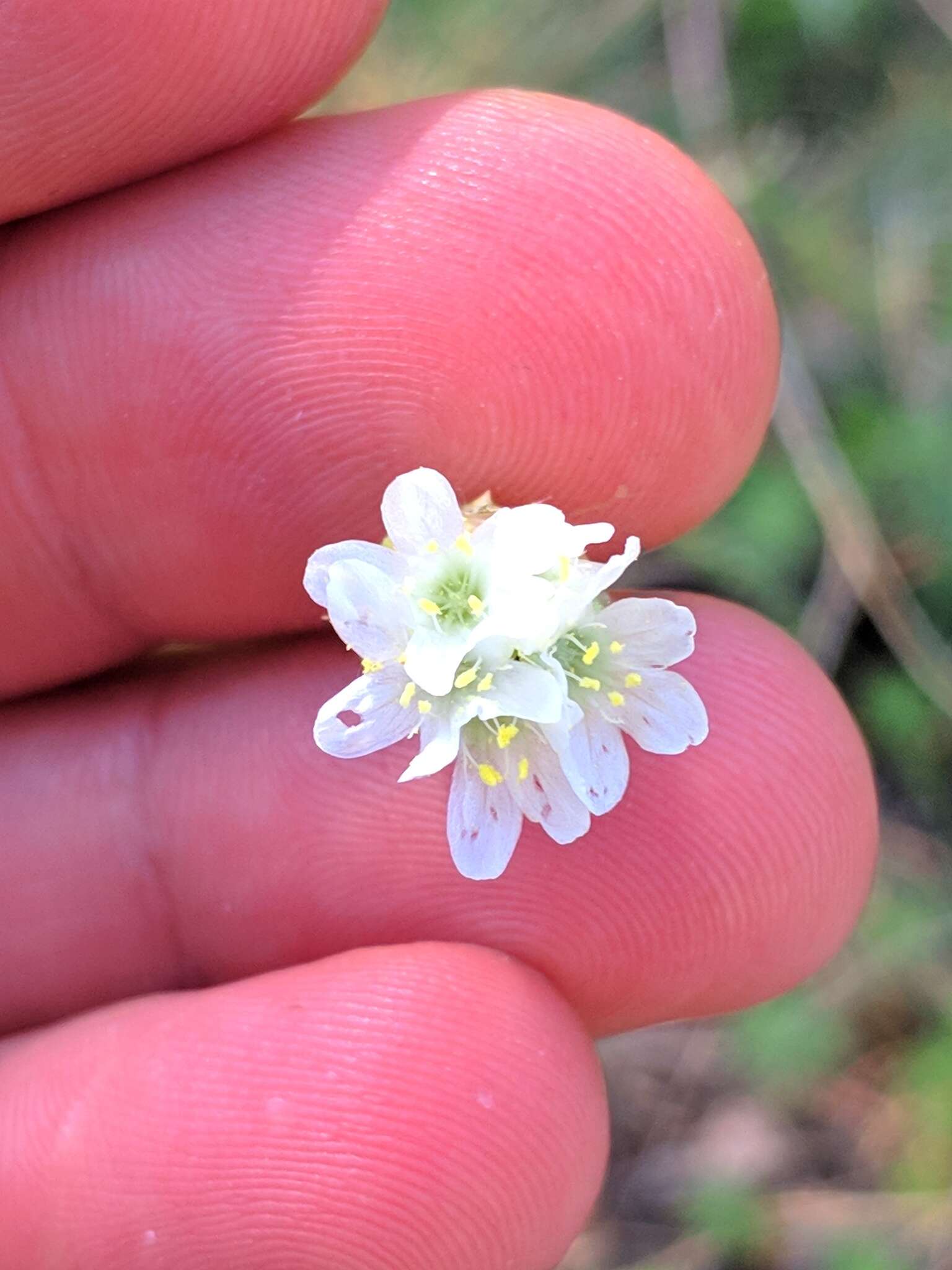 صورة Armeria alliacea (Cav.) Hoffmanns. & Link