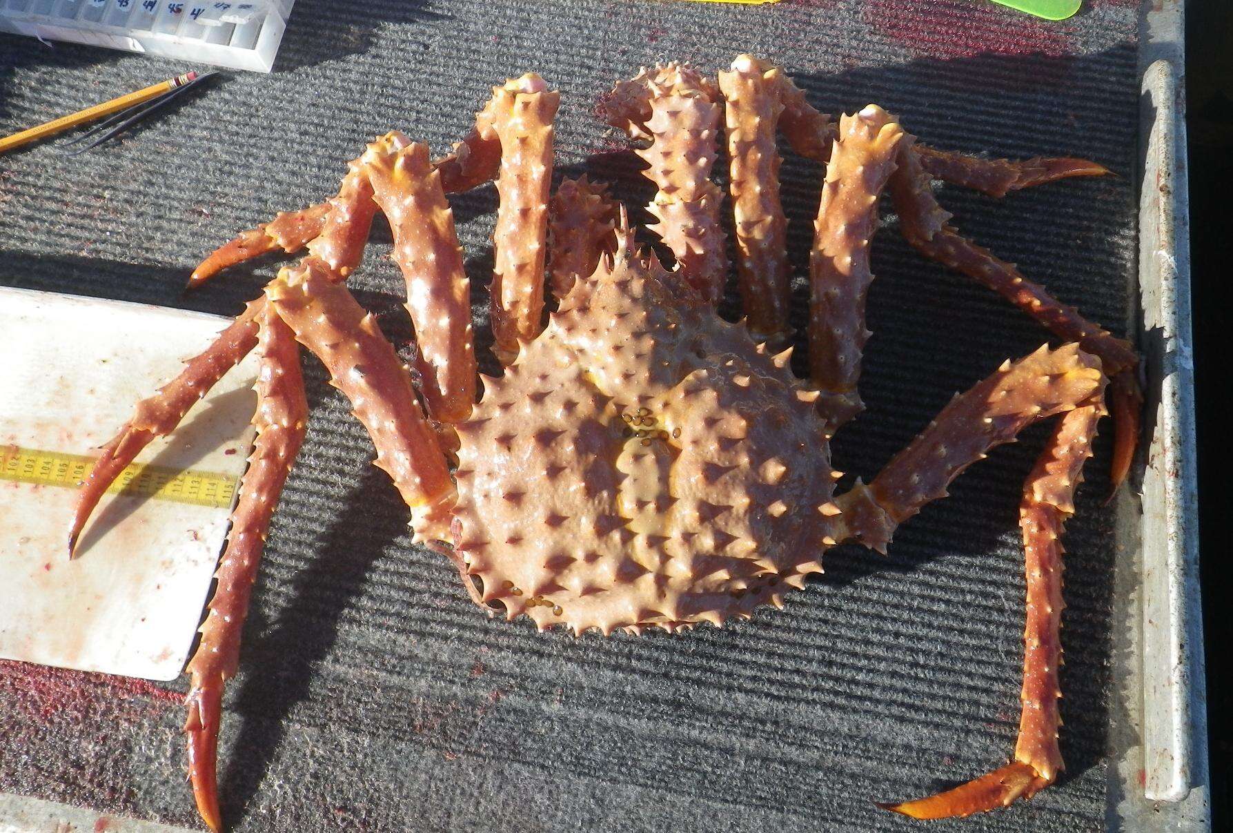 Image of golden king crab