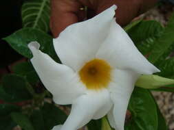 Image de Mandevilla boliviensis (Hook. fil.) R. E. Woodson