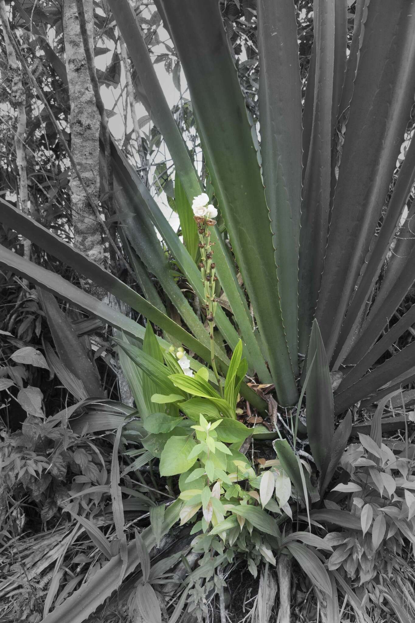 Image of Dove orchid