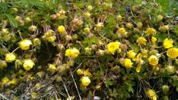 Image of spring cinquefoil