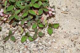 Image of Aztec Clover