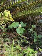 Trillium chloropetalum var. giganteum (Hook. & Arn.) Munz resmi