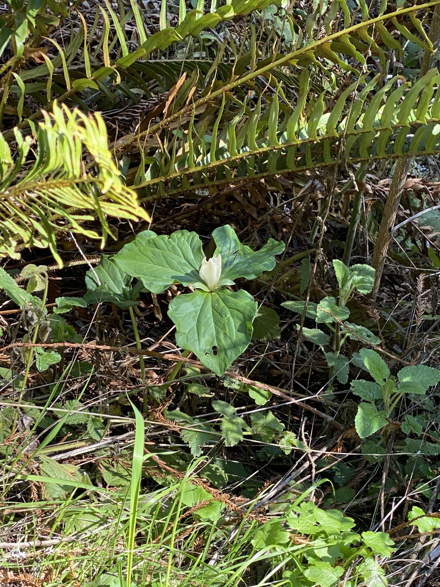 Trillium chloropetalum var. giganteum (Hook. & Arn.) Munz resmi