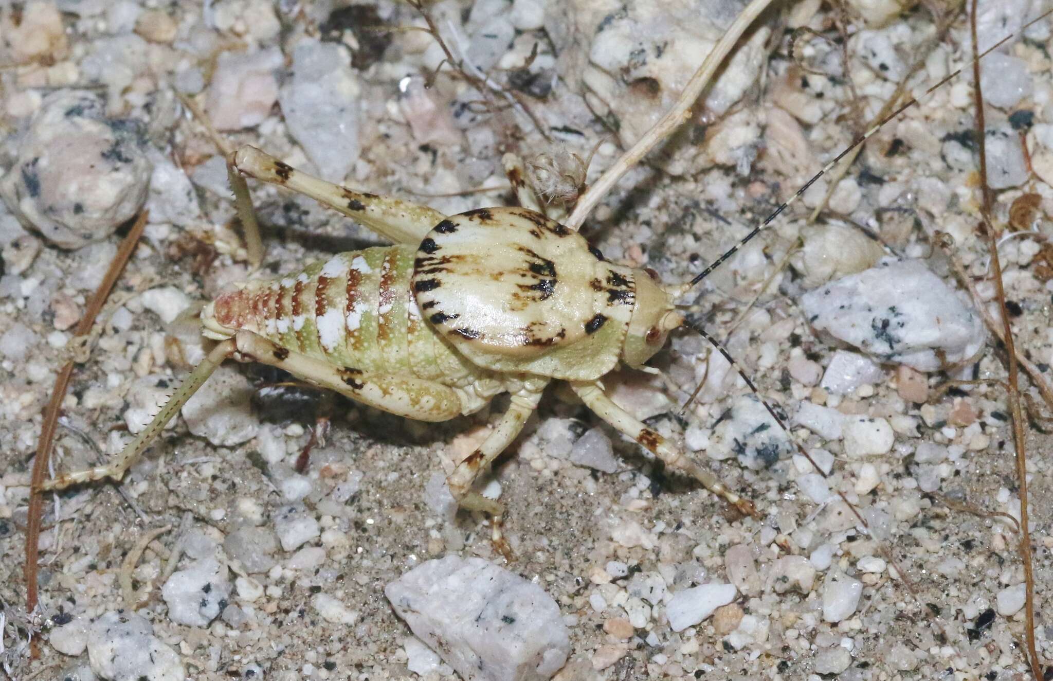 Image of Aglaothorax ovata gigantea (Rentz, D. C. F. & Birchim 1968)