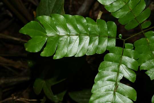 Image of Abarema jupunba (Willd.) Britton & Killip