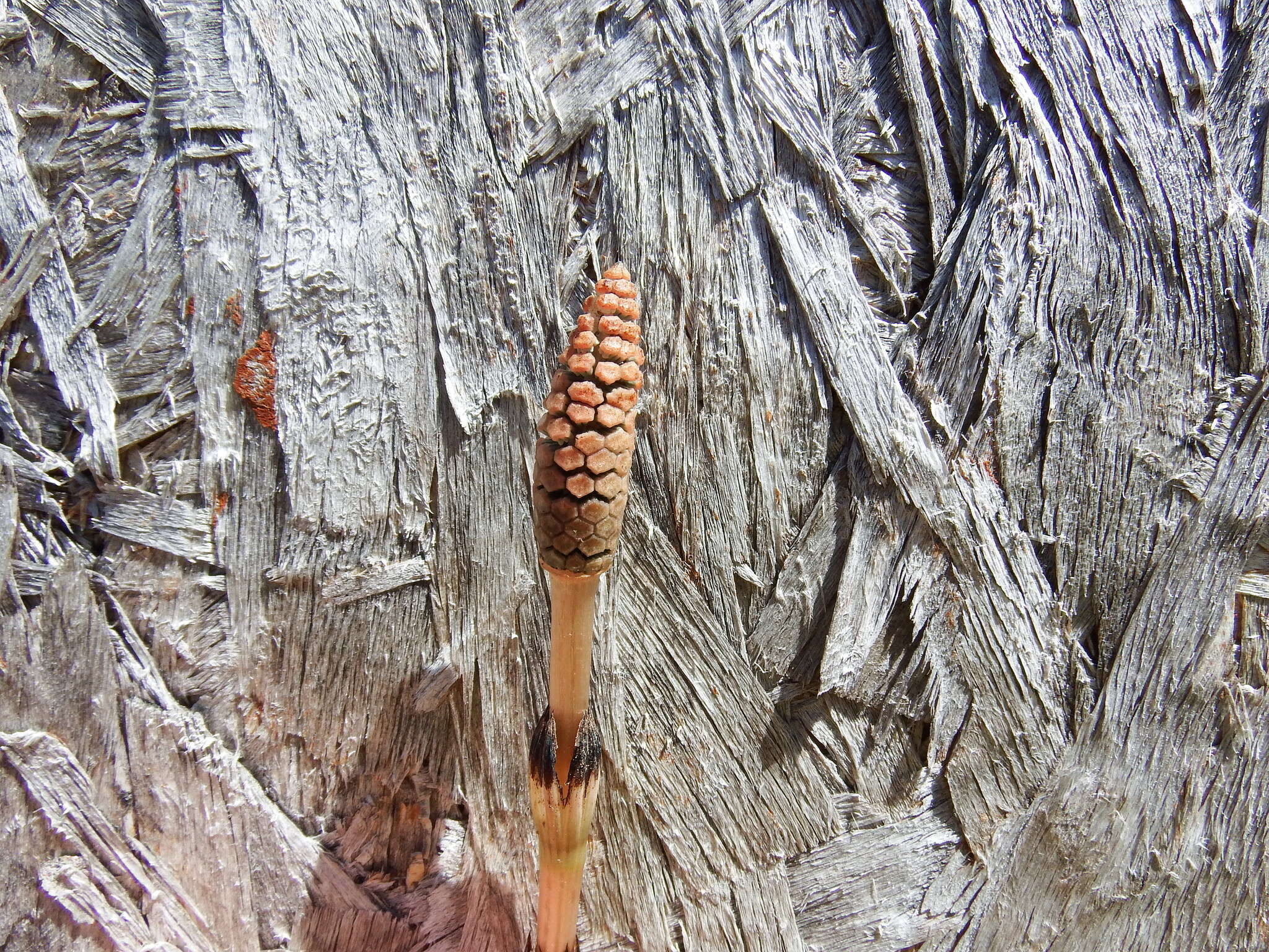 Image of field horsetail