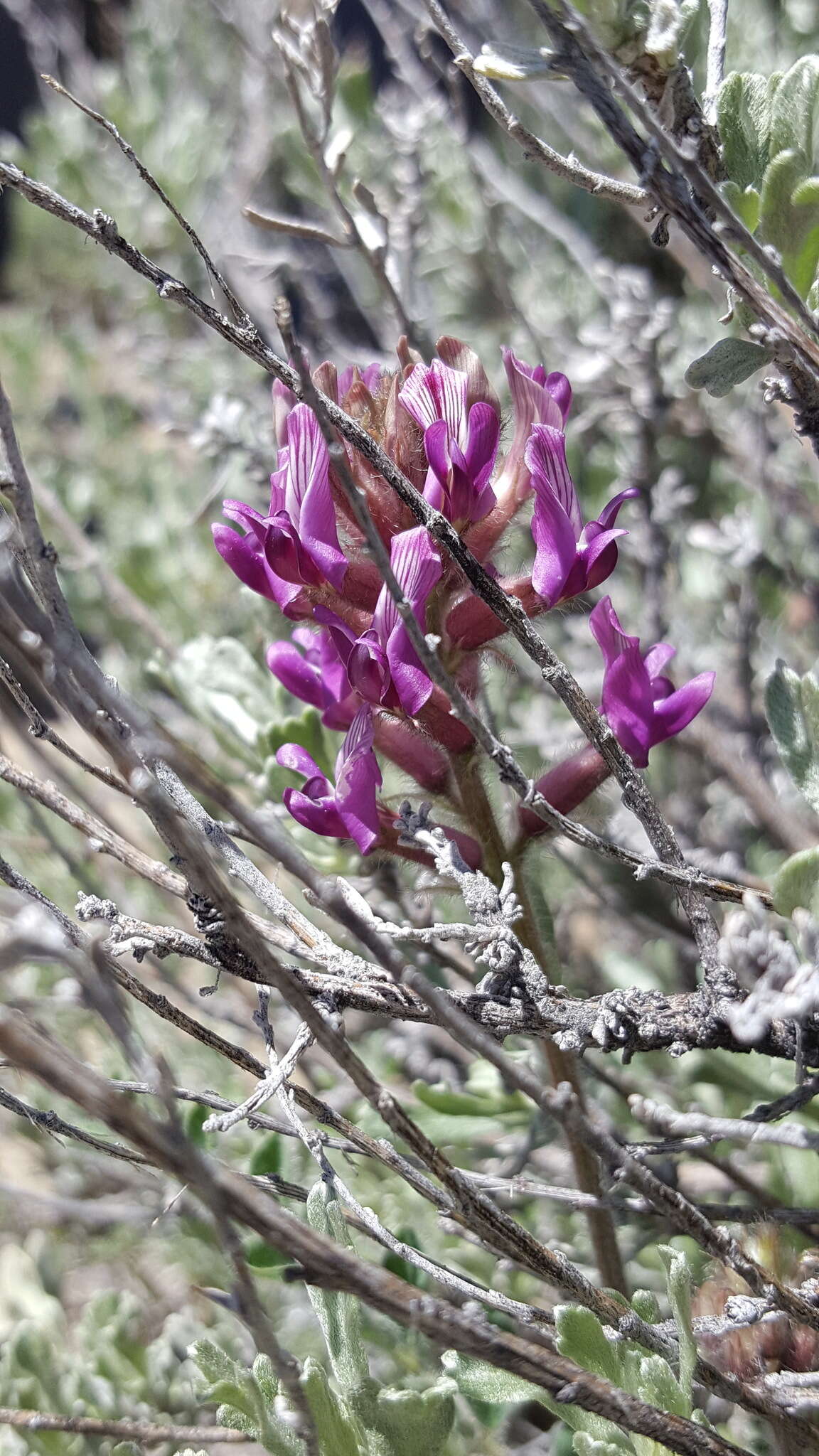 Imagem de Astragalus malacus A. Gray