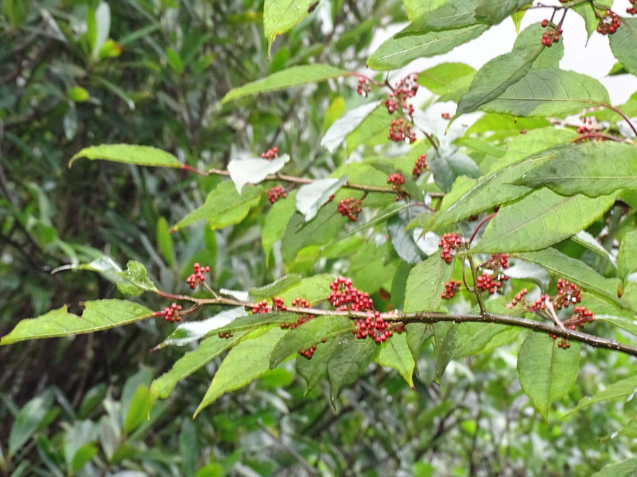 Image of Ilex micrococca Maxim.