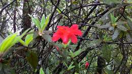 Image of Rhododendron oldhamii Maxim.