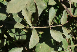 Image of Rosa abyssinica R. Br.