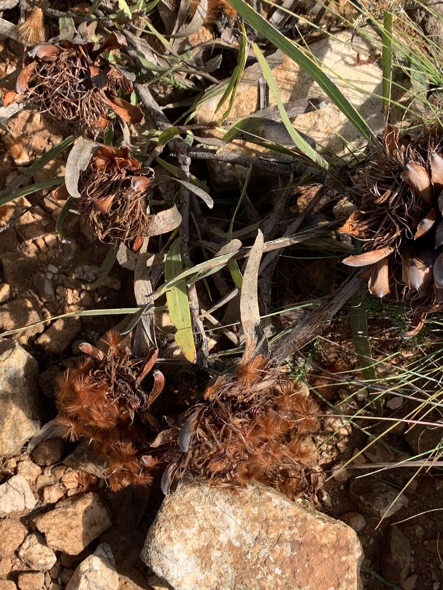 Image of Protea parvula Beard