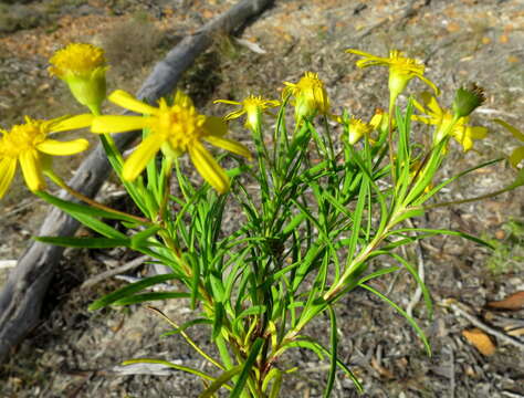 Imagem de Euryops linearis Harv.