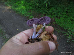 Image of Laccaria amethystina Cooke 1884