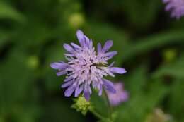 صورة Knautia dipsacifolia Kreutzer