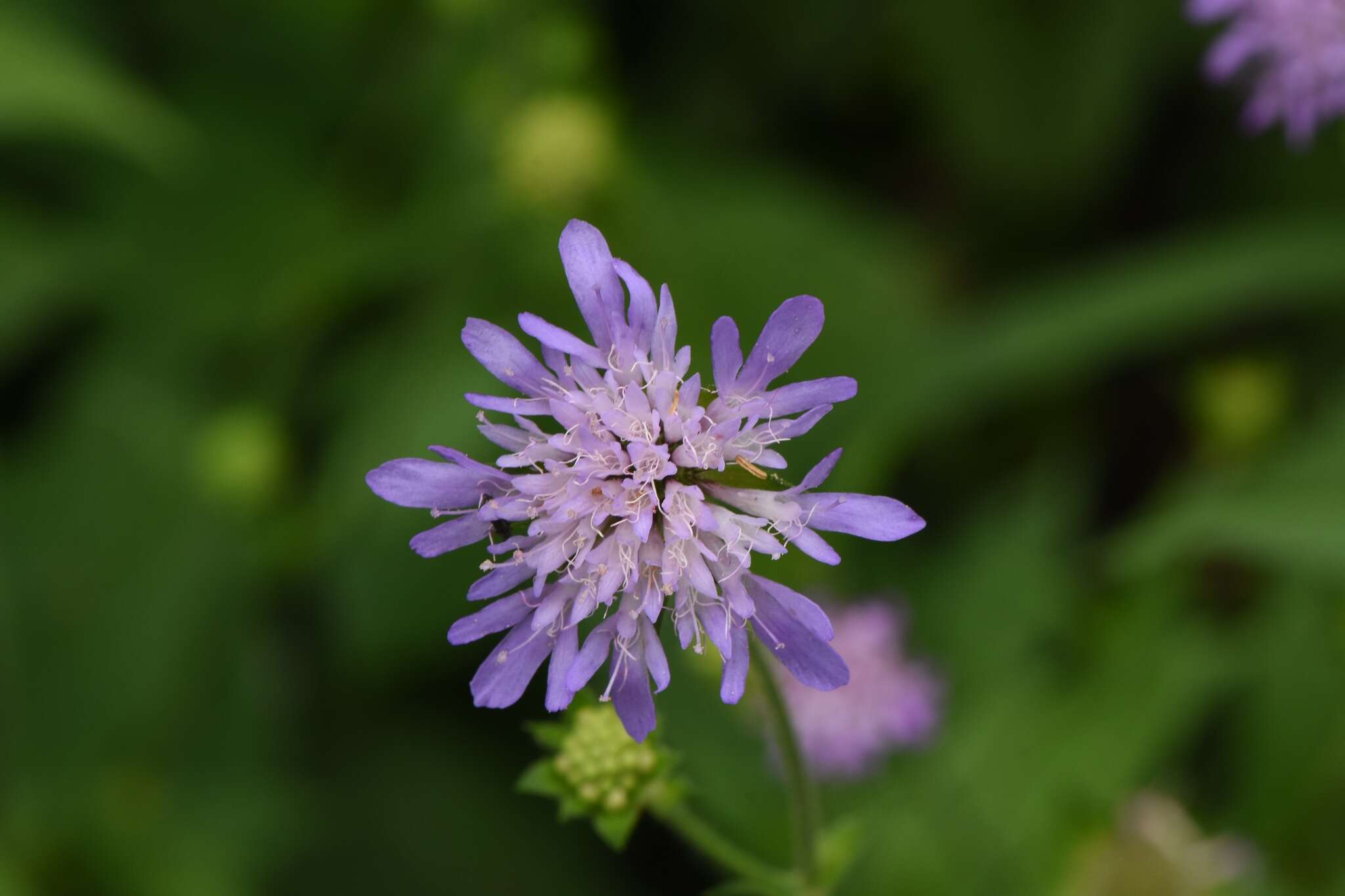 صورة Knautia dipsacifolia Kreutzer