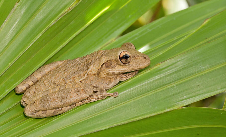 Image of Cuban Treefrog