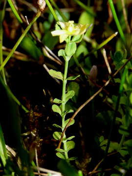 Imagem de Hypericum japonicum subsp. japonicum