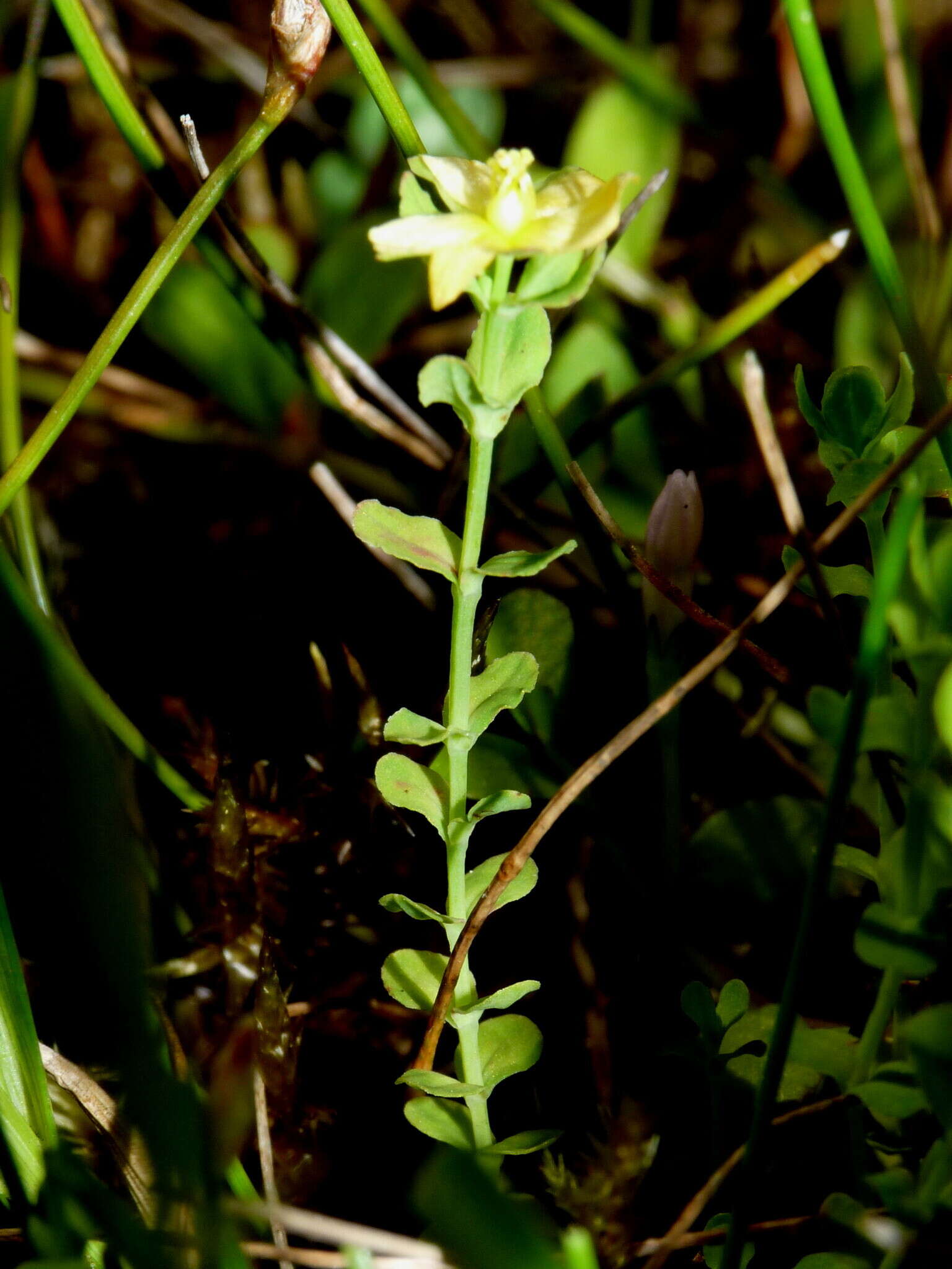 Image of Hypericum japonicum subsp. japonicum