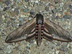 Image of privet hawk-moth