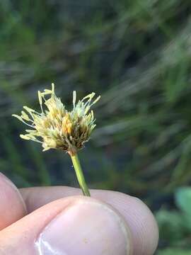 Plancia ëd Calliscirpus criniger (A. Gray) C. N. Gilmour, J. R. Starr & Naczi