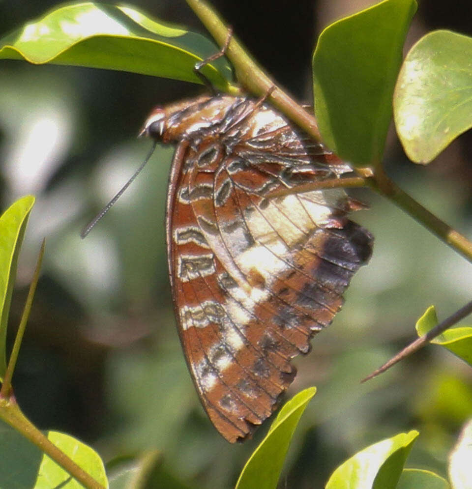 Image of Charaxes brutus