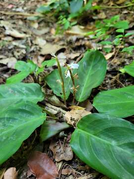 Image of Maranta cristata Nees & Mart.