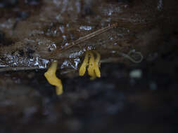 Image de Calocera furcata (Fr.) Fr. 1827