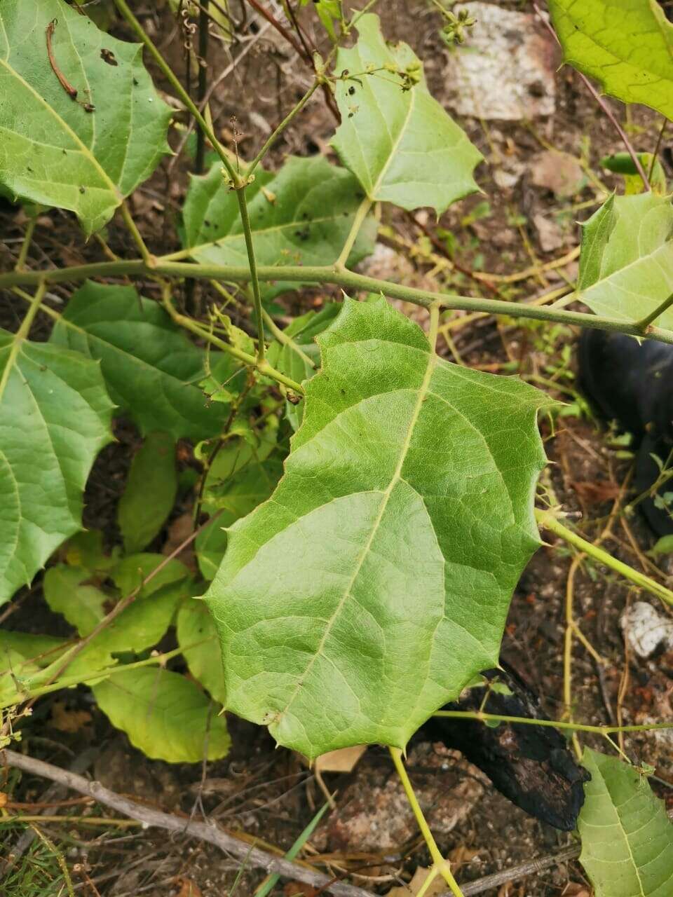 Image of Hyperbaena ilicifolia Standl.