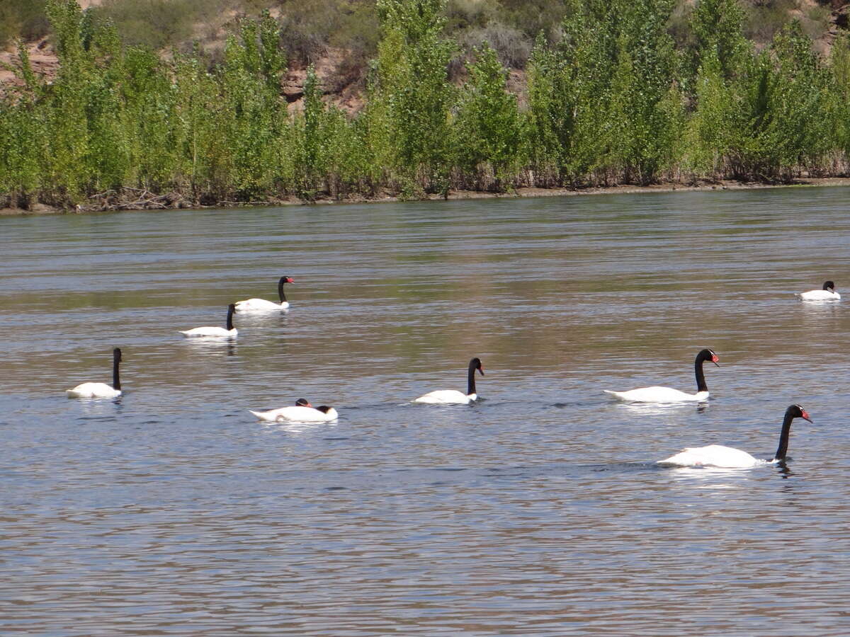 Imagem de Cisne-de-pescoço-preto