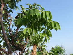 Image of Octopus cabbage tree