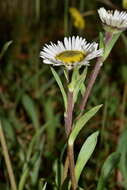 Plancia ëd Erigeron galeottii (Hemsl.) Greene