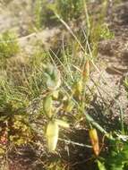 Image of Albuca juncifolia Baker